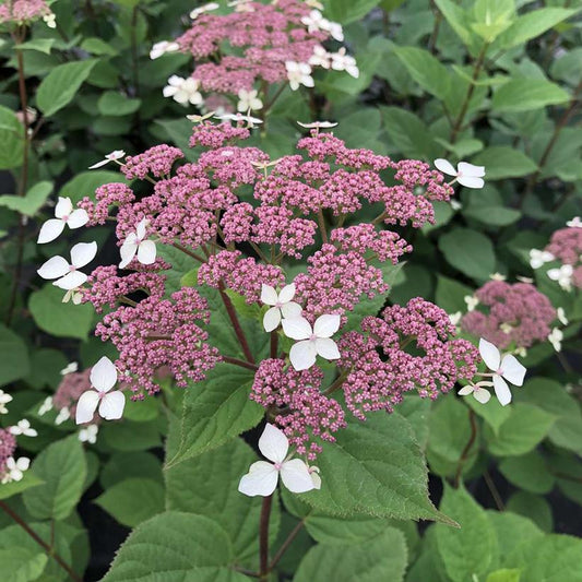 HYDRANGEA ARB. V RAD INVINCIBELLE `LACE`