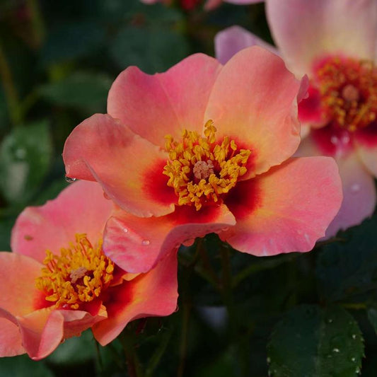 ROSA `RINGO ALL STAR`