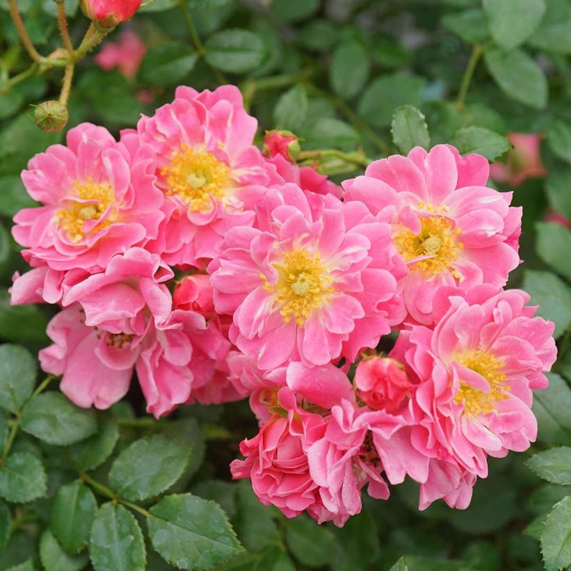 ROSA `OSO EASY DOUBLE PINK`