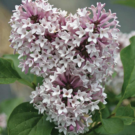 SYRINGA PATULA `BABY KIM`