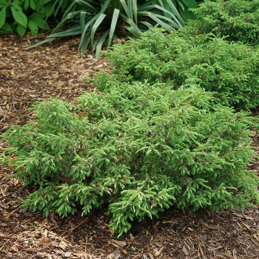 JUNIPERUS COM. `TORTUGA`