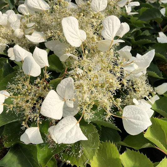 SCHIZOPHRAGMA HYDRA. `FLIRTY GIRL`