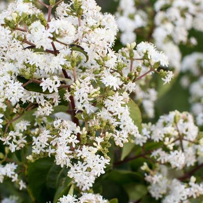 HEPTACODIUM MICONIOIDES `TIANSHAN`