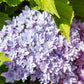 HYDRANGEA M `STARFIELD`