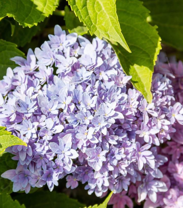 HYDRANGEA M `STARFIELD`