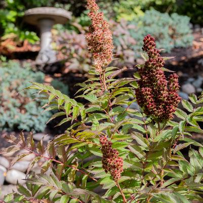 SORBARIA SORBIFOLIA `CHERRY ON TOP`