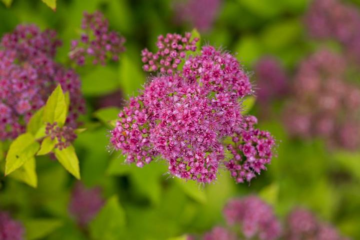 SPIRAEA `LITTLE SPARK`