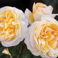 ROSA `MOONLIGHT ROMANTICA`