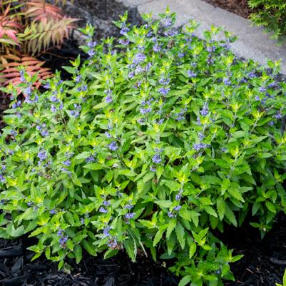 CARYOPTERIS X CLAND. `BEEKEEPER`