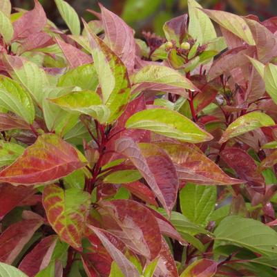 CORNUS SERICEA `FIREDANCE`