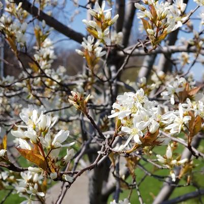 AMELANCHIER CANADENSIS `SPRING GLORY` - SINGLE