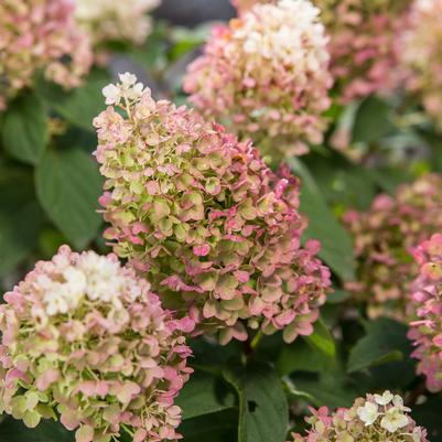 HYDRANGEA PAN. `LITTLE HOTTIE`