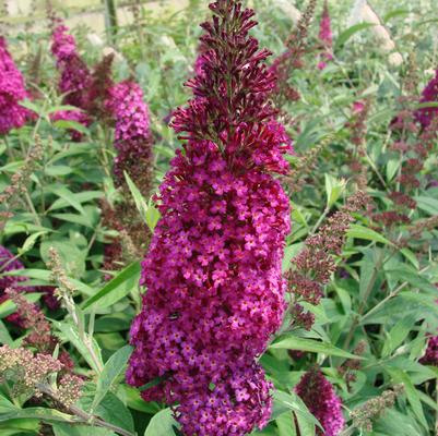 BUDDLEIA `FUNKY FUCHSIA`