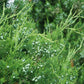 JUNIPERUS CHINENSIS `GIN FIZZ`-Chinese Juniper