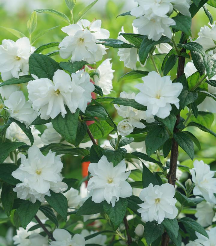 PHILADELPHUS ILLUMINATI `ARCH`