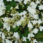 VIBURNUM P. T. `STEADY EDDY`