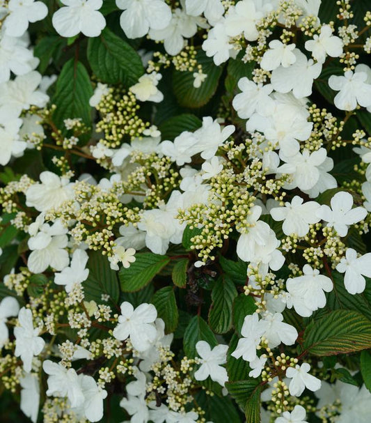 VIBURNUM P. T. `STEADY EDDY`