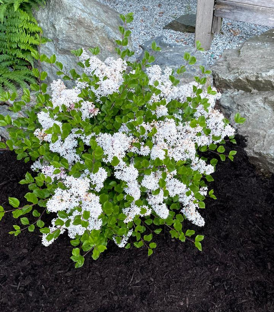 SYRINGA MEYERI `PEARL POTION`