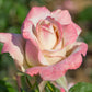 ROSA `PINKERBELLE`