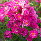 ROSA `PRETTY POLLY PINK`