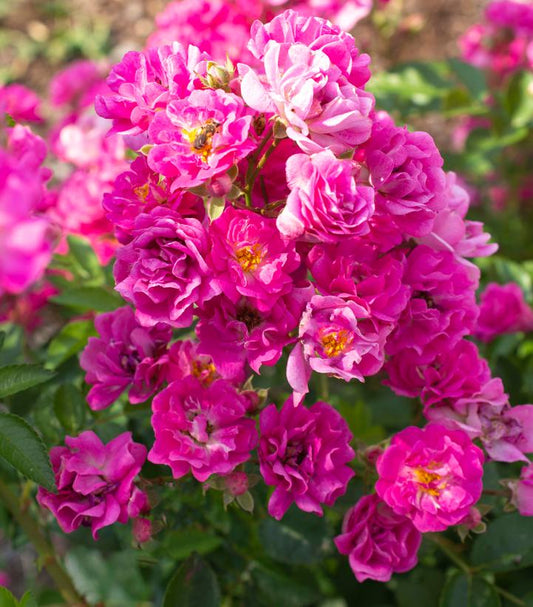 ROSA `PRETTY POLLY PINK`