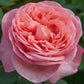 ROSA `SWEET MADEMOISELLE`