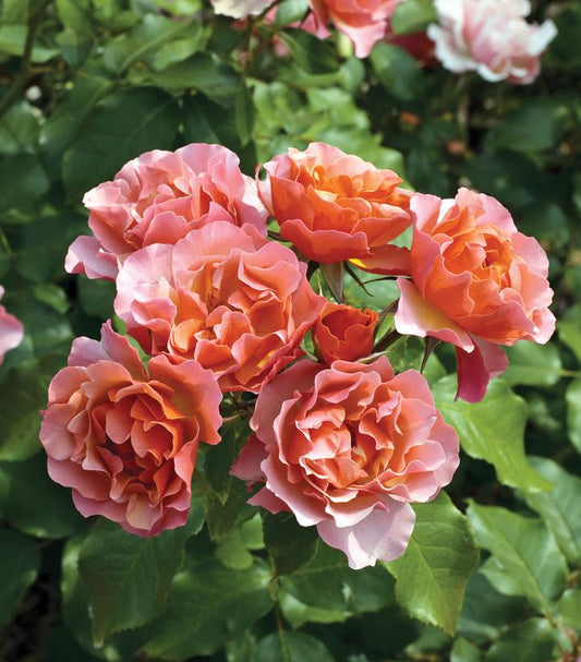 ROSA `TEQUILA SUPREME`