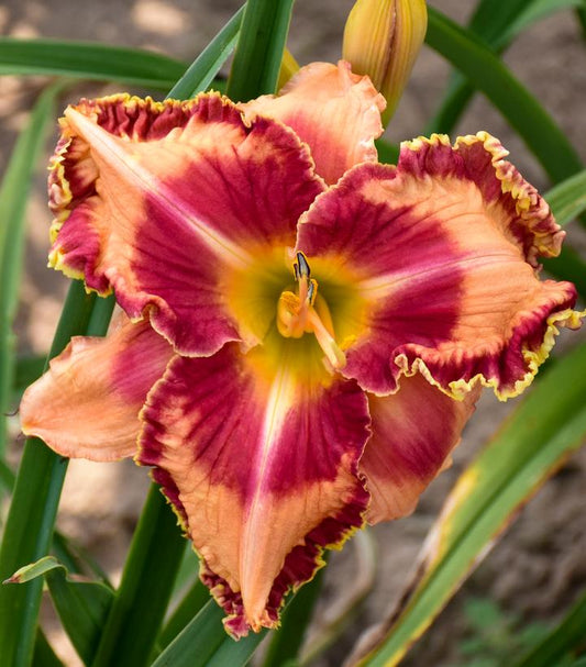 HEMEROCALLIS RAINBOW RHYTHM `LAKE OF FIRE`