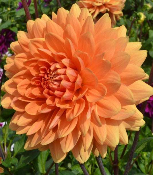 DAHLIA `RENATE TOZIO` (ORANGE)