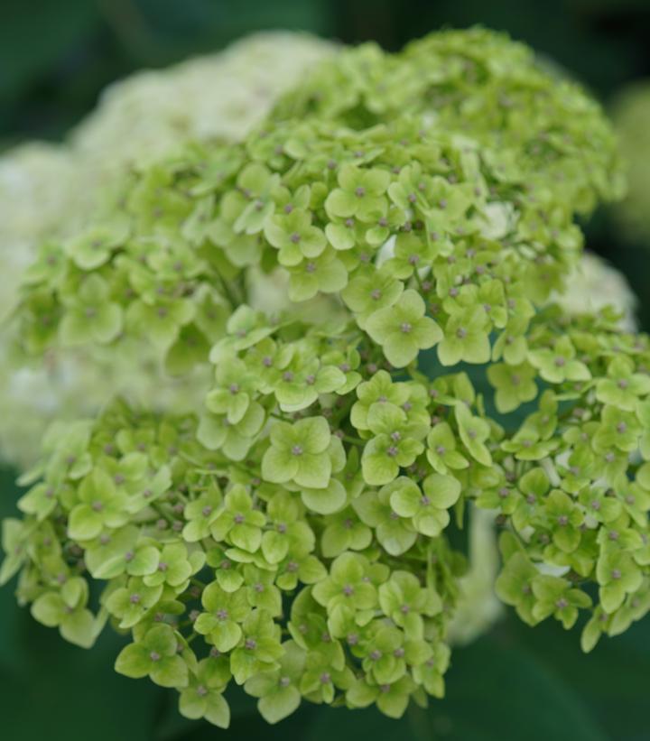 HYDRANGEA ARB. INVINCIBELLE `SUBLIME`