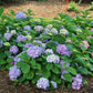 HYDRANGEA M.S. L.D.  `SKY VIEW`