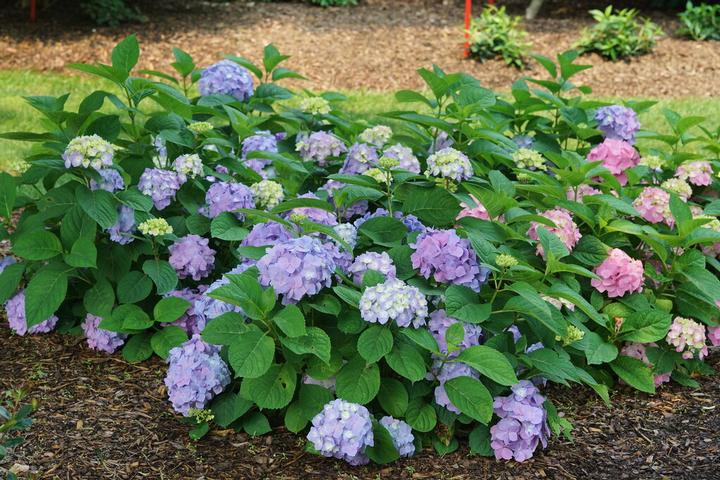 HYDRANGEA M.S. L.D.  `SKY VIEW`