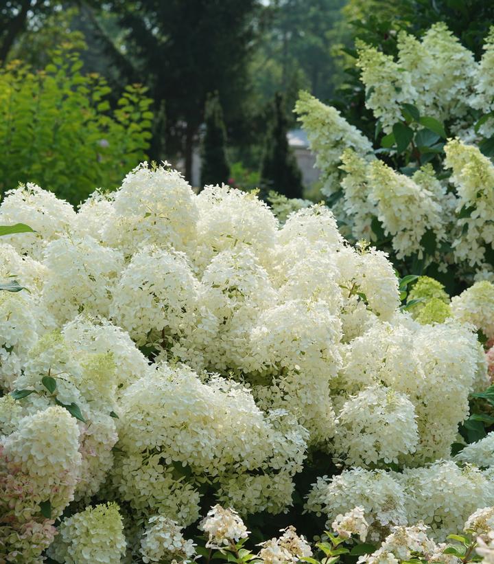 HYDRANGEA PAN. `PUFFER FISH`