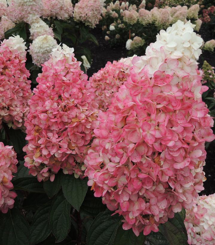 HYDRANGEA PAN. `RUBY SNOW`