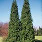 THUJA PLICATA `SPRING GROVE`