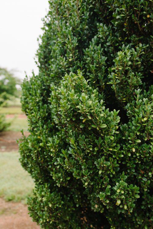 ILEX CRENATA `CHUBBY HUBBY`