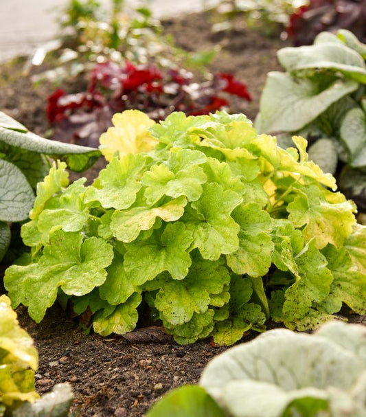 HEUCHERA PRIMO `PISTACHIO AMBROSIA`