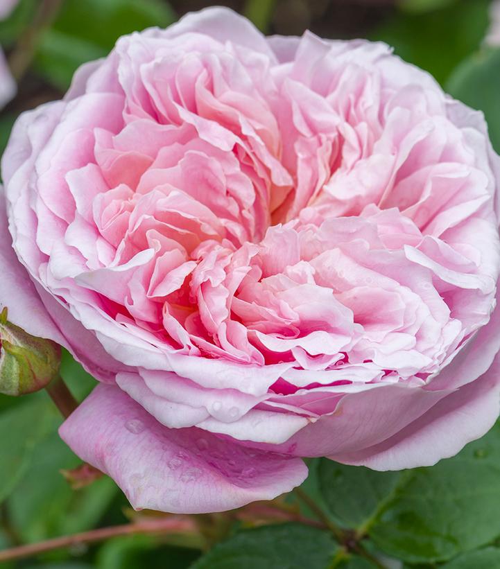 ROSA `EUSTACIA VYE`