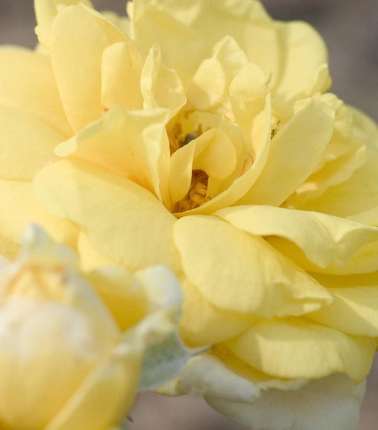 ROSA EE `YELLOW BRICK RD`