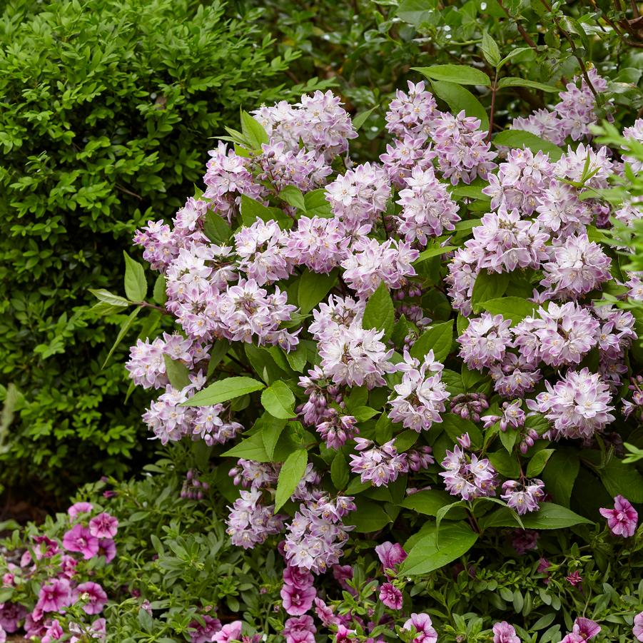 DEUTZIA  X `RASPBERRY SUNDAE`