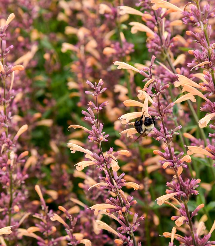 AGASTACHE MEANT TO BEE `QUEEN NECTARINE`