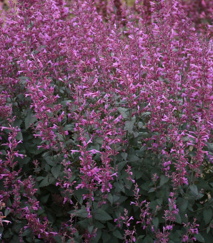 AGASTACHE MEANT TO BEE `ROYAL RASPBERRY`