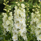 DELPHINIUM DELGENIUS `NEVA` (WHITE)
