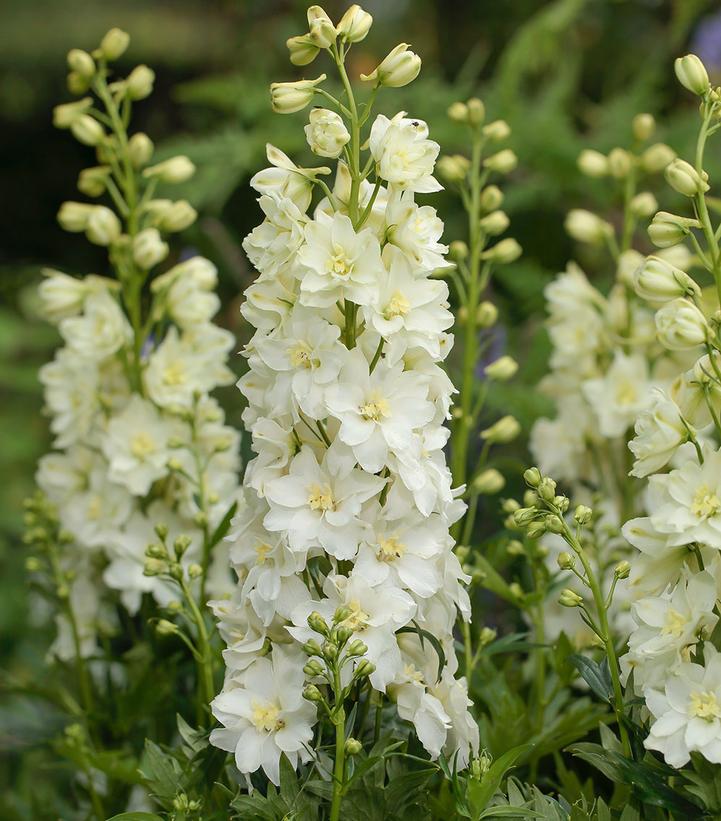 DELPHINIUM DELGENIUS `NEVA` (WHITE)