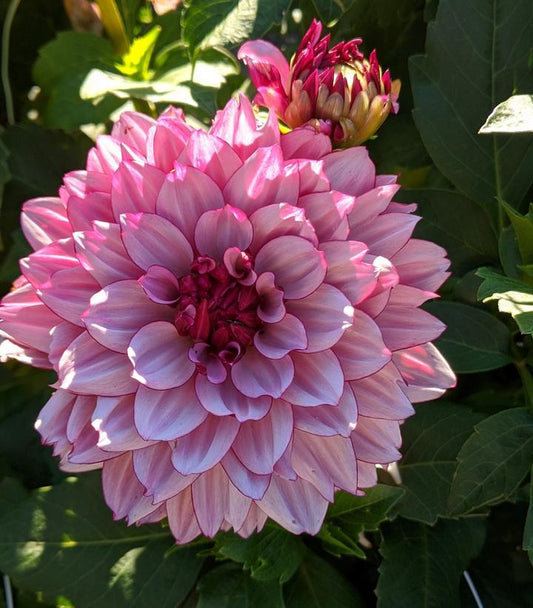 DAHLIA `CREME DE CASSIS` (PLUM/RED)