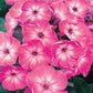 PHLOX `VOLCANO PINK W/ WHITE EYE`