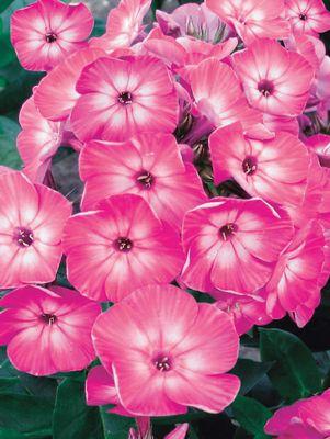PHLOX `VOLCANO PINK W/ WHITE EYE`