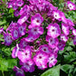 PHLOX `VOLCANO PURPLE W/ WHITE EYE`