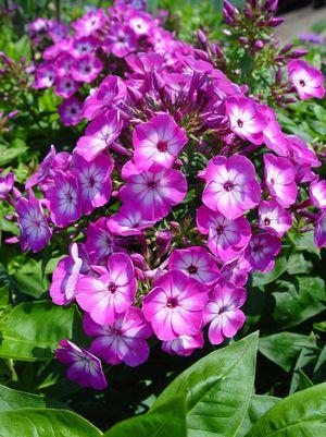 PHLOX `VOLCANO PURPLE W/ WHITE EYE`