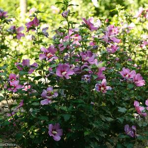 HIBISCUS SYR. `PURPLE SATIN`